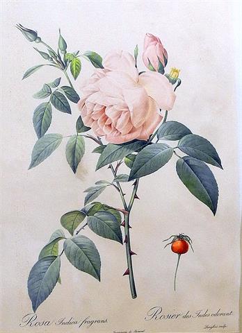 Rosa indica Fragans, Teerose