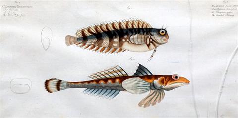 Tafel CCXII aus Marcus Eliesers Allgemeiner Naturgeschichte der Fische