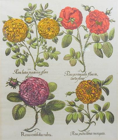 Rosa lutea maxima flore peno