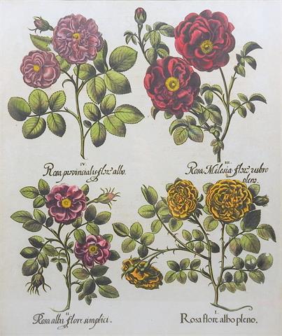 Rosa provincialis flore albo