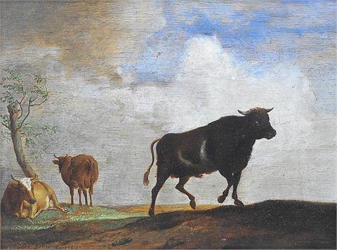 Stier und Kühe auf der Weide