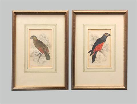 Ornithology, Nestorpapagei und australischer Papagei