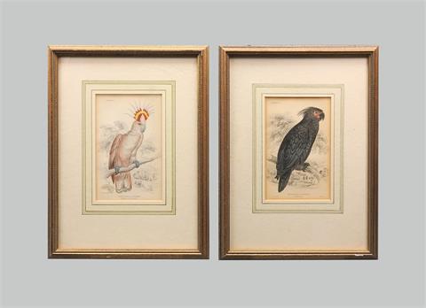Ornithology, dreifarbiger Kakadu und Palmkakadu